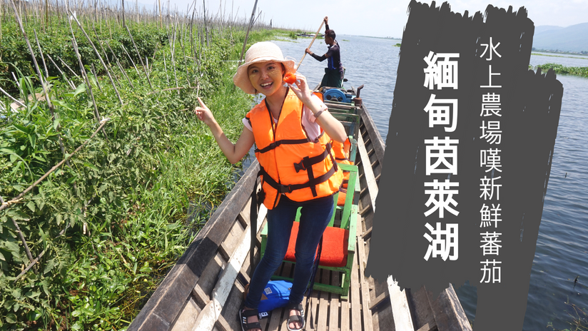 緬甸茵萊湖－水上農場嘆新鮮蕃茄